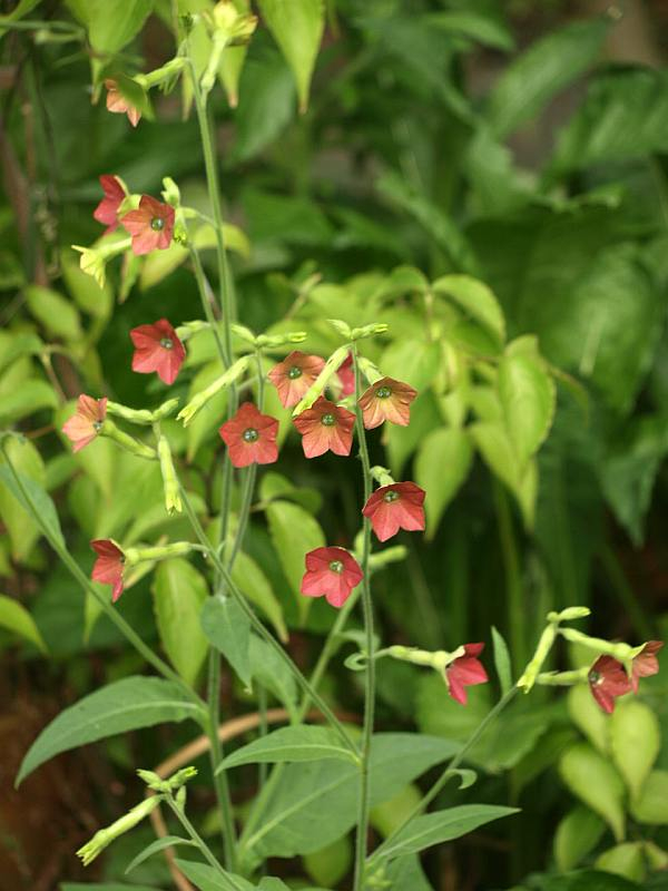 P6115393