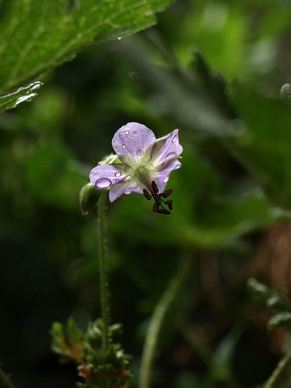 P6125902