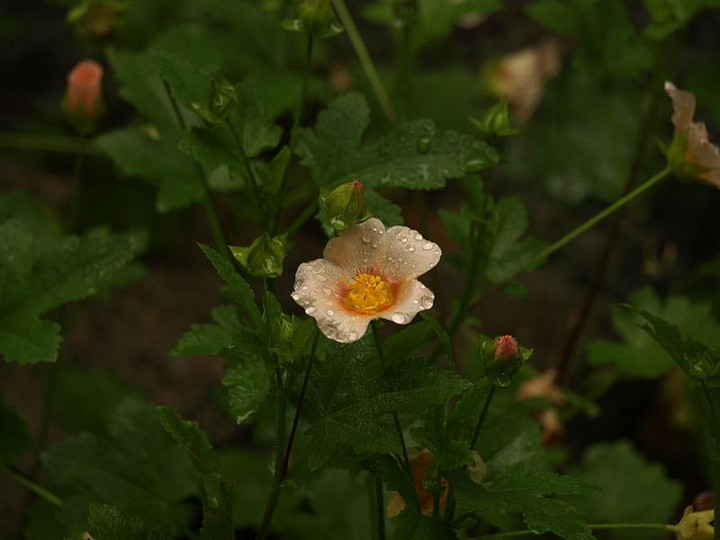 P6156726