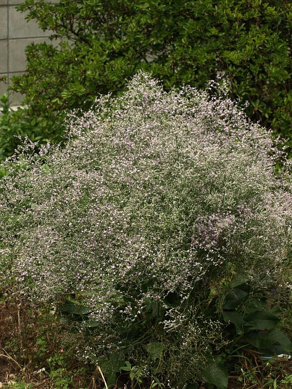 P6178175