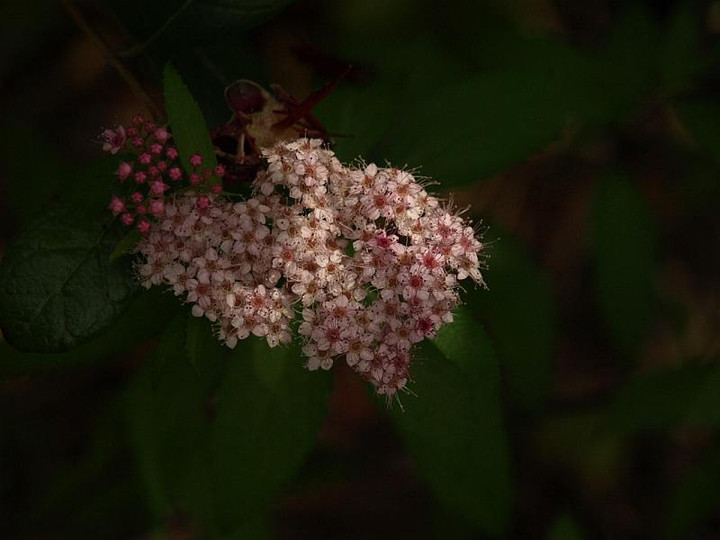 P6178211