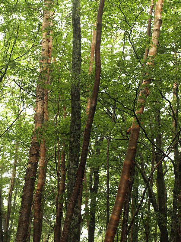 P6167129dakekannba_bi