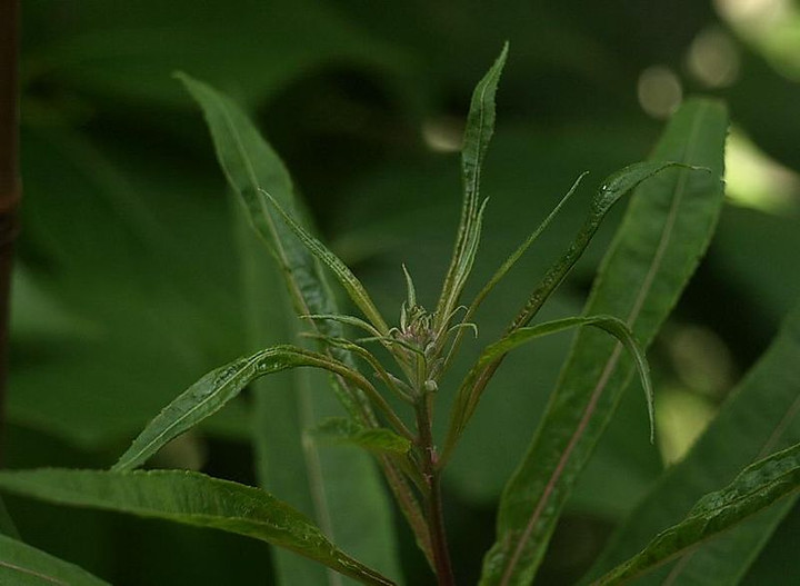 P6280186
