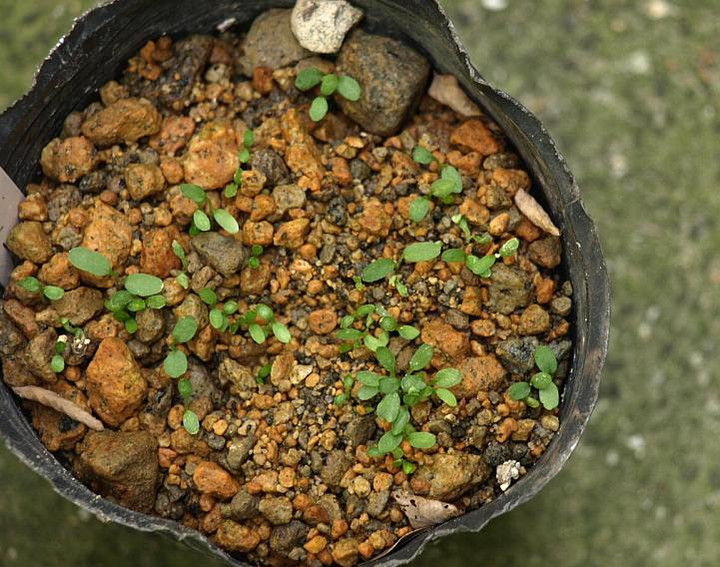 庭の四季を綴る : いろいろな発芽と苗、花芽