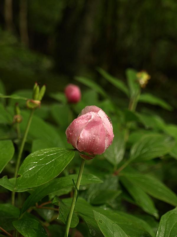 P6166891beibanayamasyakuyaku