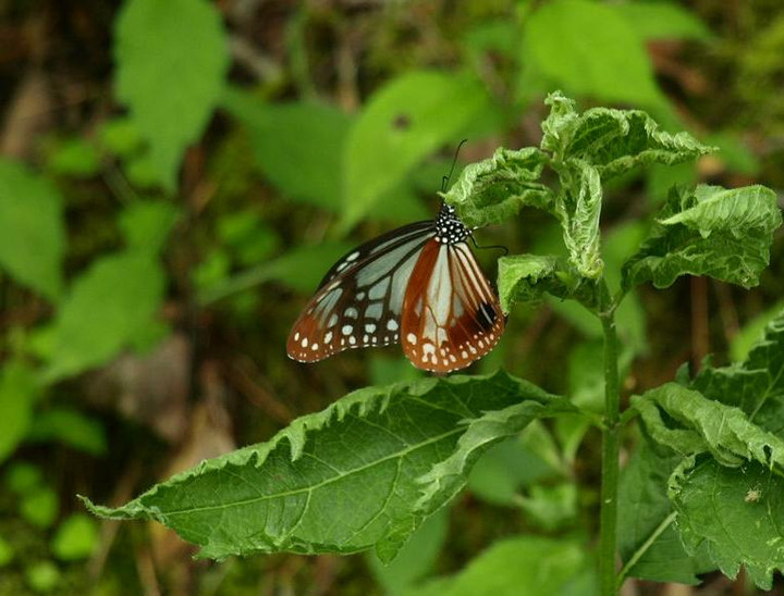 P6146119asagimadara_bi