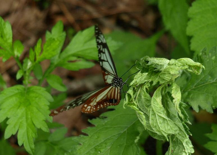 P6146123asagimadara_dai