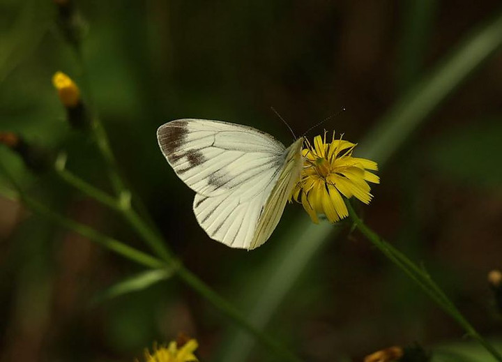 P6146194sujigurosirotyou