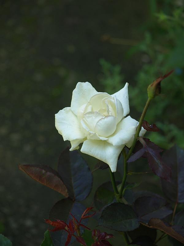 P7043002