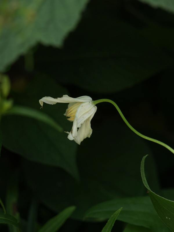 P7043139