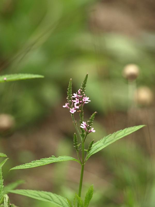 P7022894