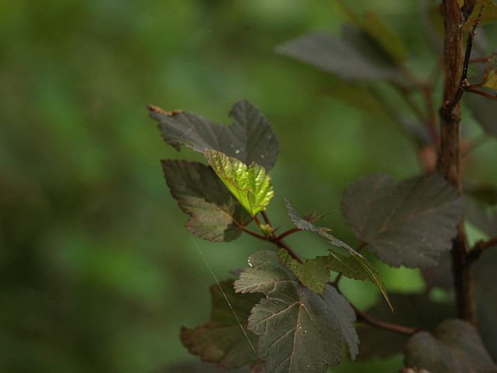 P7063279