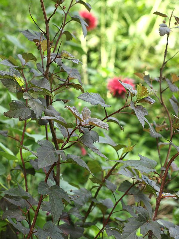 P7063284