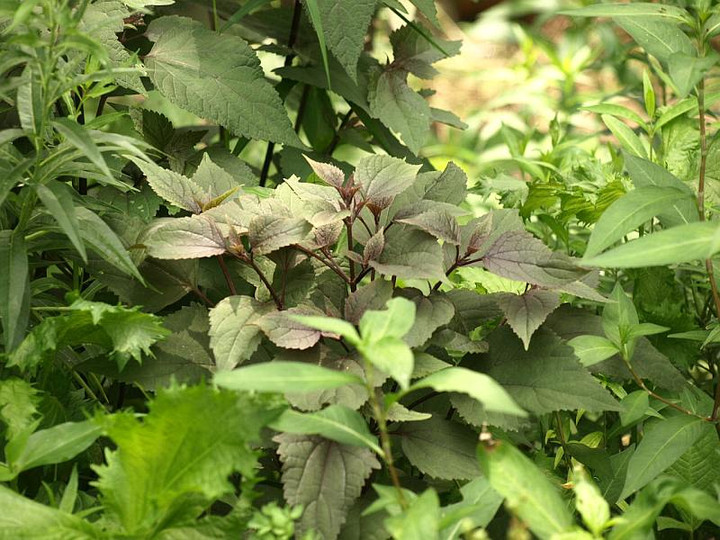 P7063306