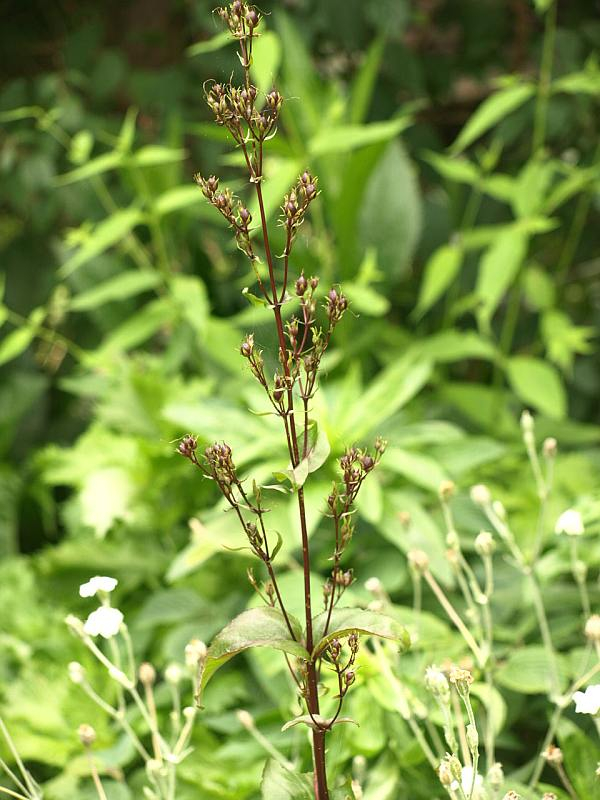 P7063309