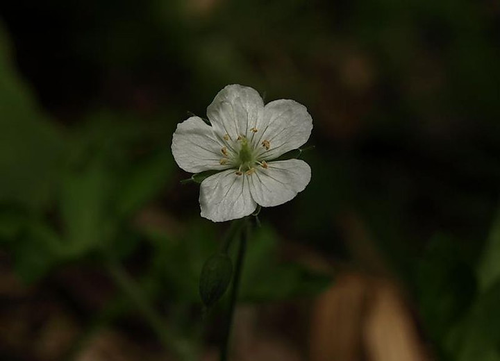 P7063331