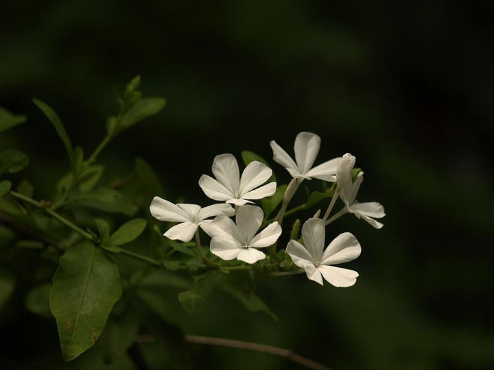 P7063264