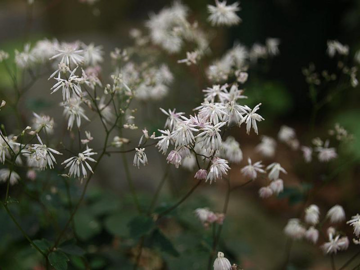 P7063380