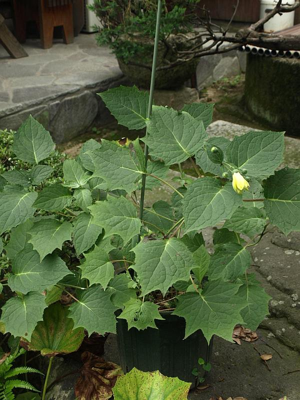 P7093844