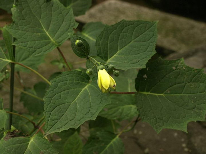 P7093848