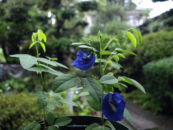 P7215795