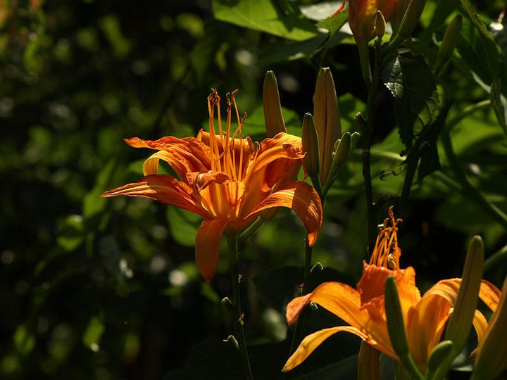 P7124109