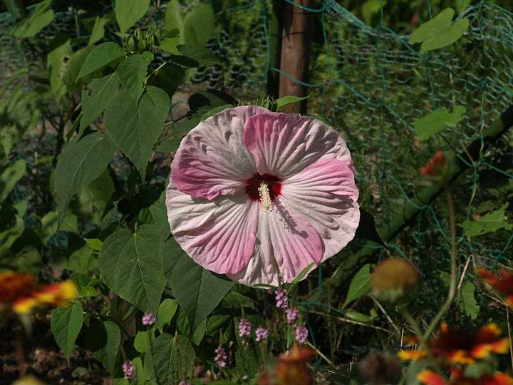 P7217165