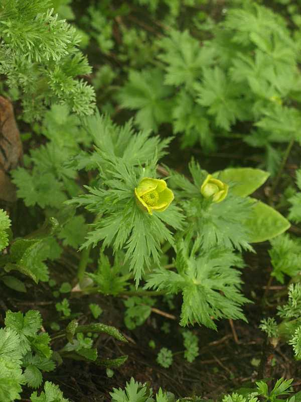 P7155836sinanokinnbai