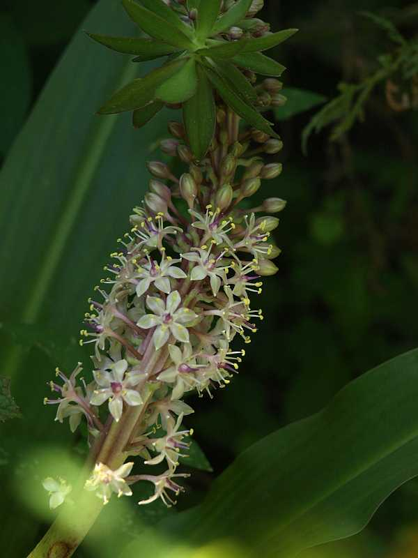 P7247209