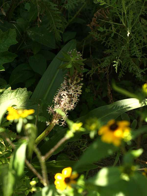 P7247214