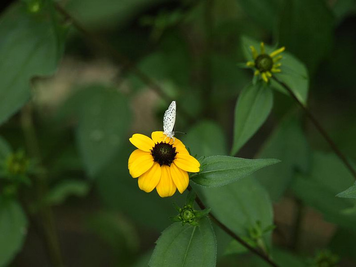 P7267250