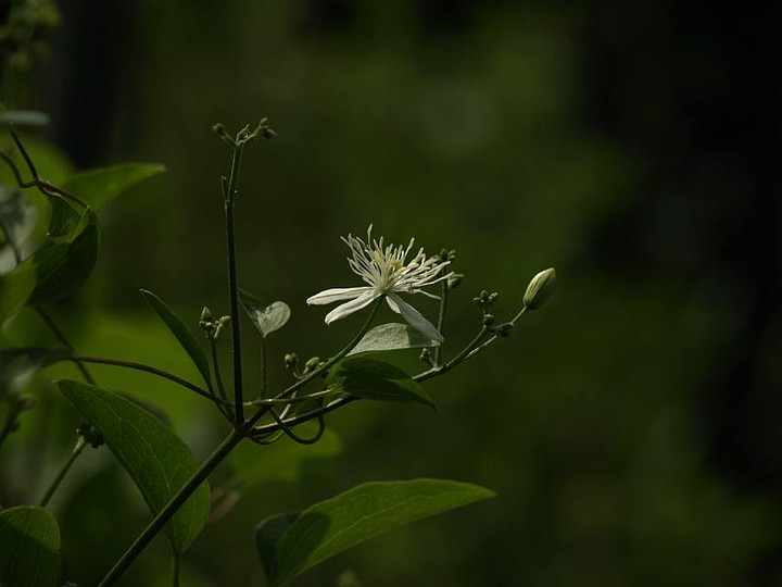 P7308435