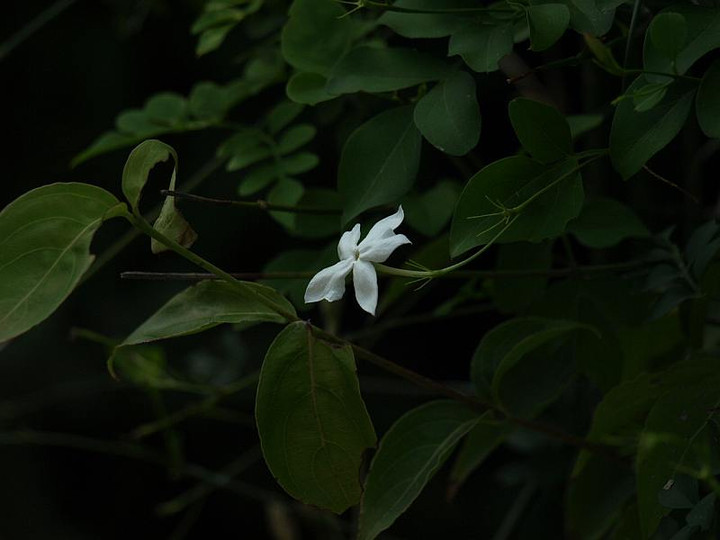 P7308393
