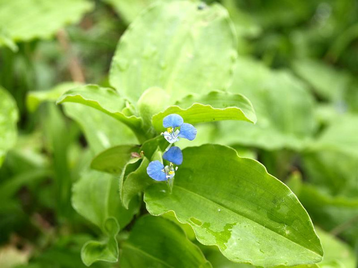 P7298313
