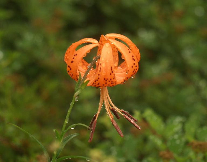 P8059367kooniyuri_dai