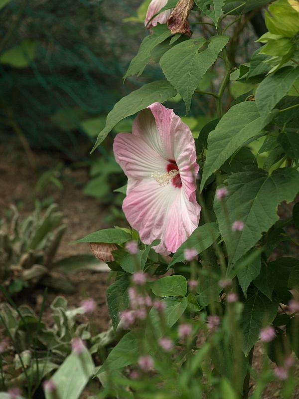 P8110407