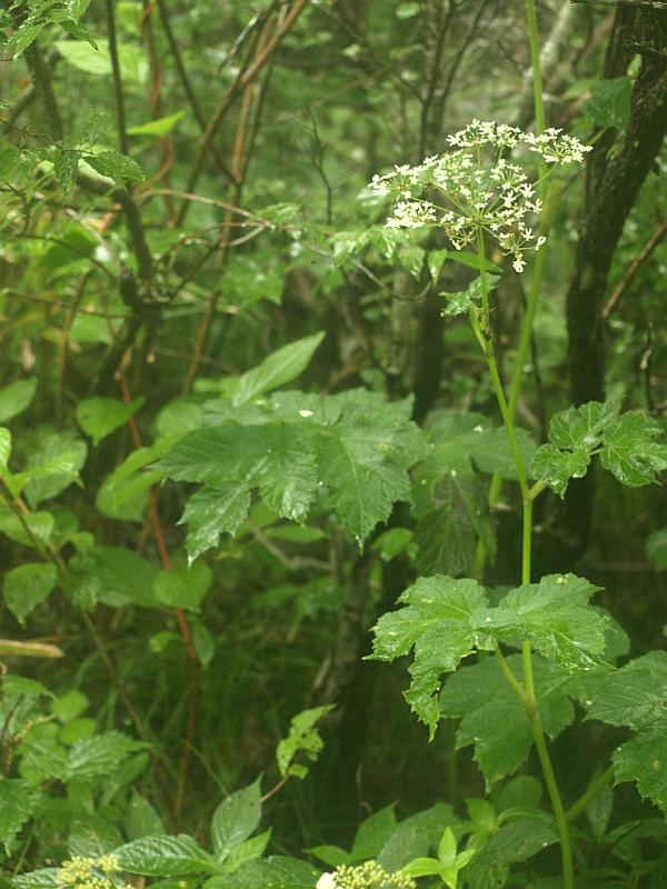 P8059575turugihanaudo_tate