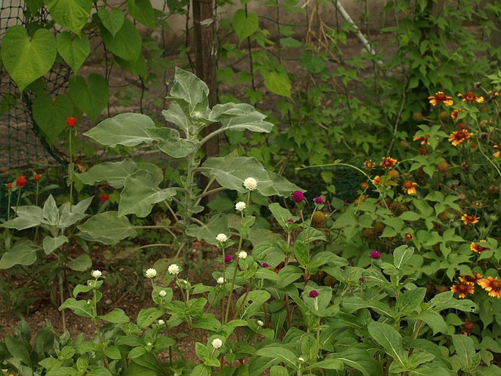 P8110393