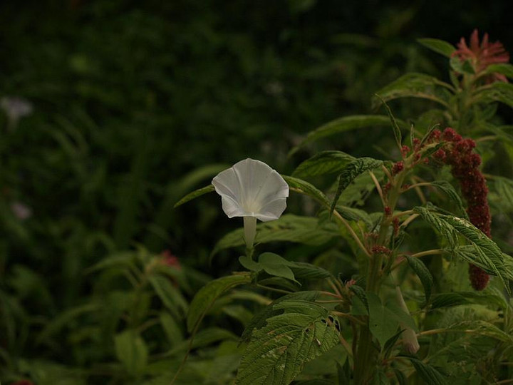 P8120522