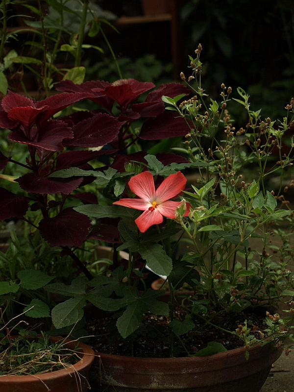P8130588