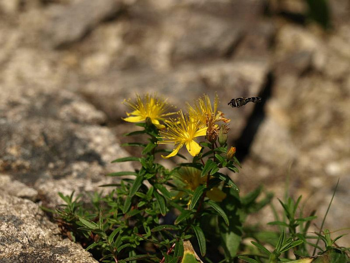 P8151018takaneotogiri