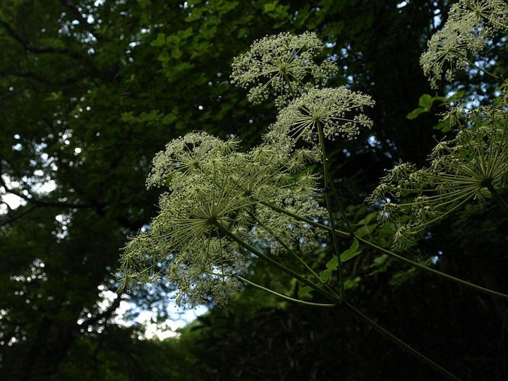 P8151201siranesennkyuu