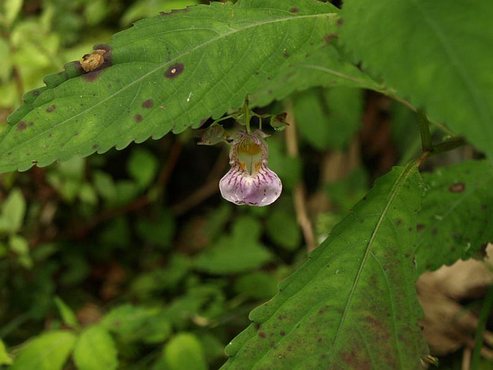 P8151215hagakureturihune