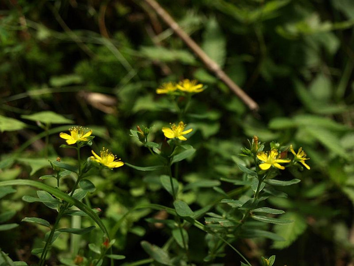 P8151216nagasakiotogiri