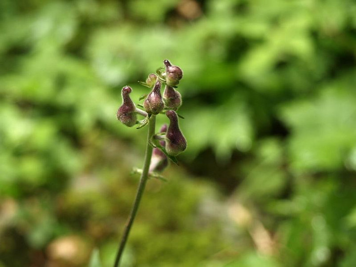 P8151225reijinnsou_haname