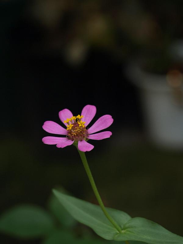P8202645