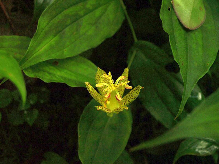 P8151852tamagawahototogisu