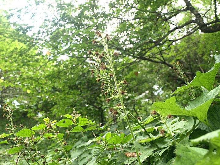 P8151868oomomijigasa