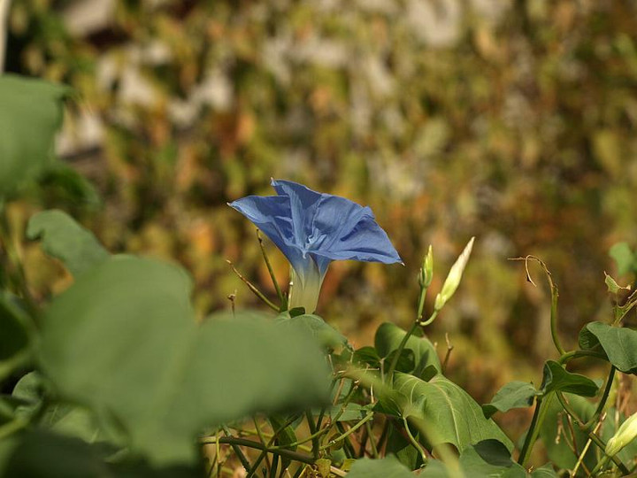 P9084569hebunnriburu