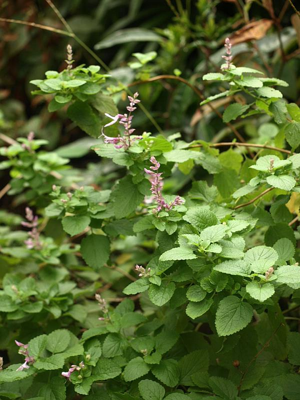 P9166091